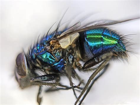 metallic green house fly|green bottle fly larva.